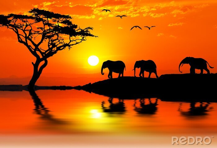 Bild Elefantensilhouetten bei Sonnenuntergang