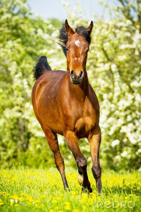 Bild Energisches pferd auf einer frühlingswiese