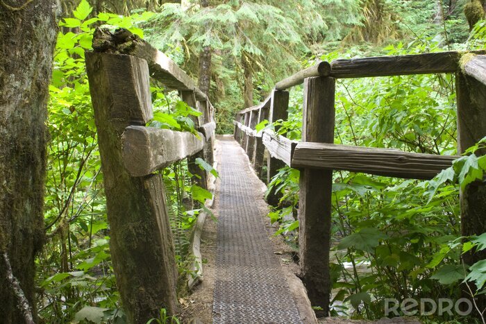 Bild Enge Brücke im Wald