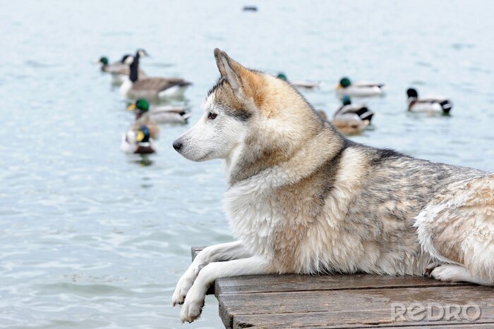 Bild Enten anschauende Tiere
