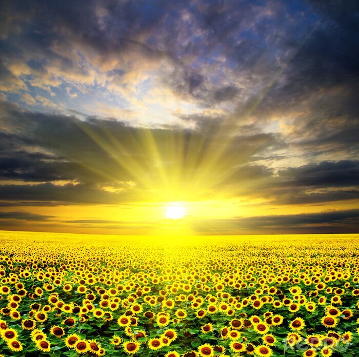 Bild Erleuchtetes Sonnenblumenfeld