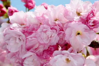 Erstaunliche Blumen in Rosa