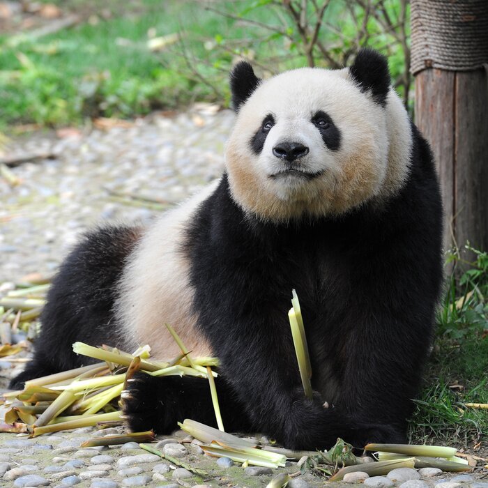 Bild Erwachsener Panda