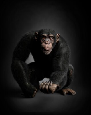 Bild Erwachsener Schimpanse auf schwarzem Hintergrund