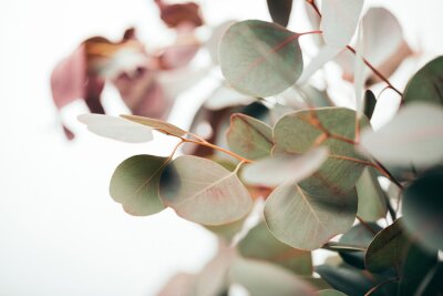 Bild Eukalyptus Blätter auf dem Zweig