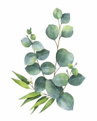 Eukalyptusblätter auf braunen Zweigen