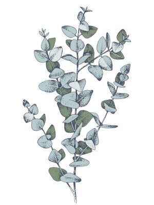 Eukalyptusblätter Skizze in Grün