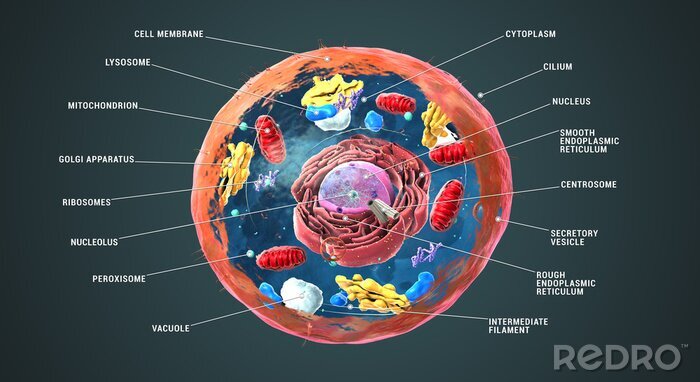 Bild Eukaryotische Zelle 3D