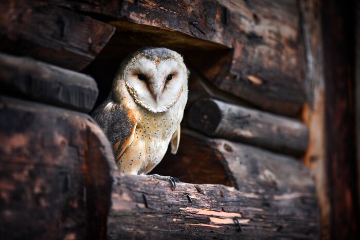 Bild Eule in einer Holzhütte