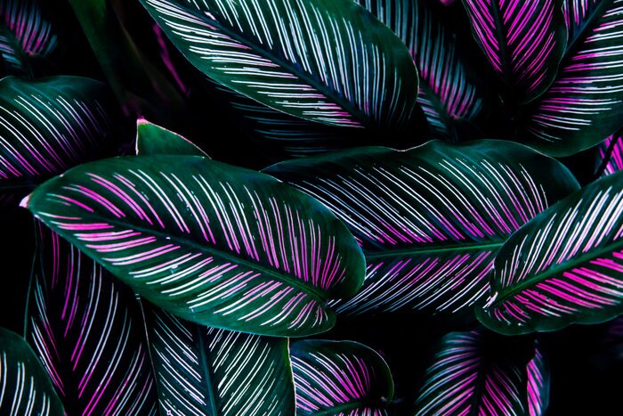 Bild Exotische Blätter in Rosa