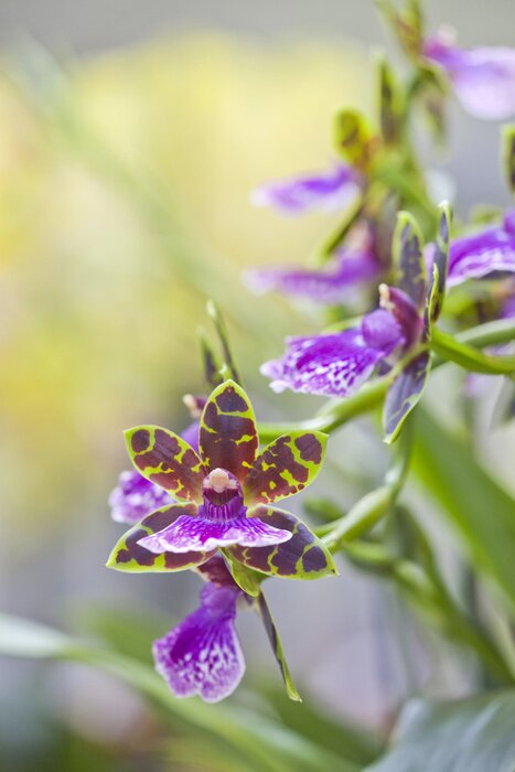 Bild Exotische Blumen