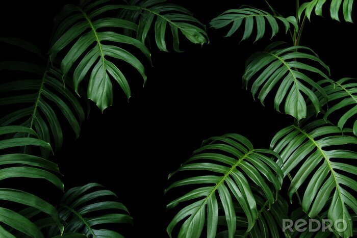 Bild Exotische dunkelgrüne Pflanzen
