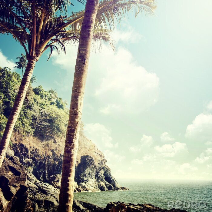 Bild Exotische Meeresnatur Vintage