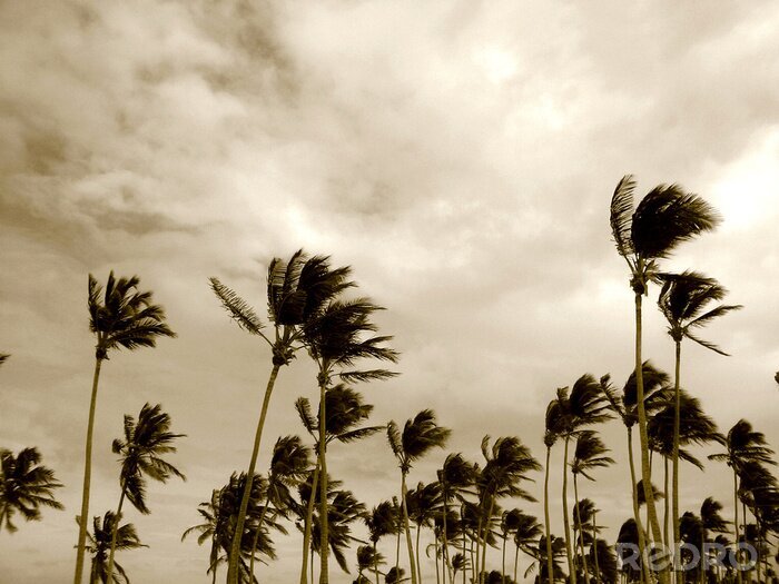 Bild Exotische Natur im Wind