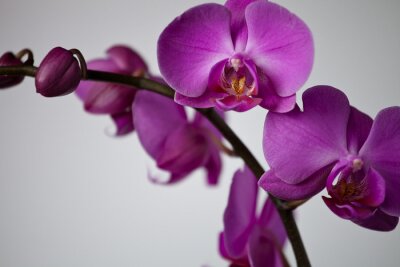 Bild exotische Orchidee auf hellem Hintergrund