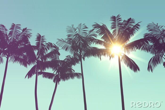 Bild Exotische Palmen im Sonnenlicht
