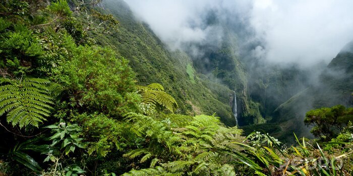 Bild Exotische Pflanzen in den Bergen