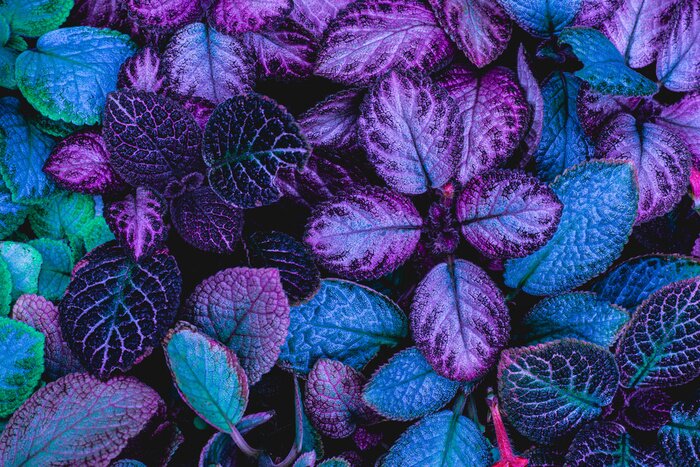 Bild Exotische Purpurpflanze