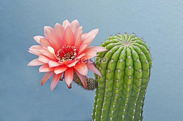 Bild Exotischer Kaktus mit rosa Blüte