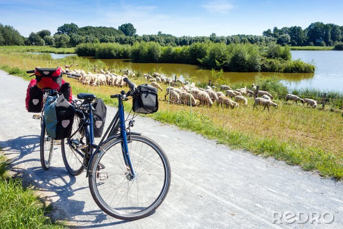 Bild Fahrräder mit Gepäck und Schafe