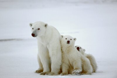 Familie weißer Bären