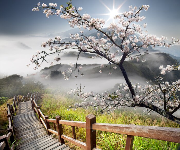 Bild Fantasy-Grafiken mit einer Kirschblüte