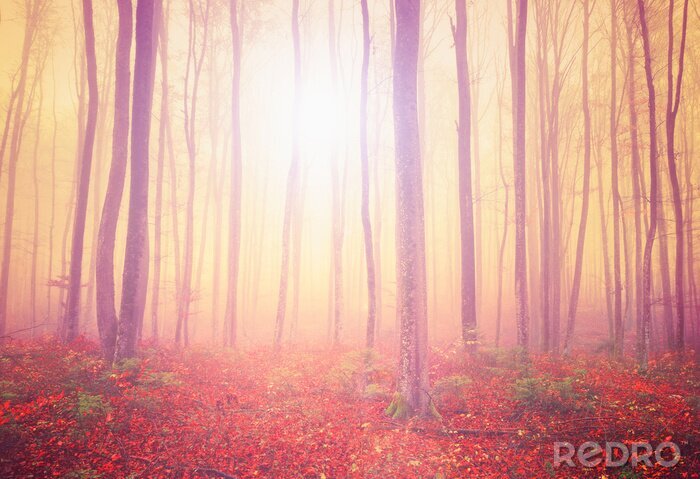 Bild Fantasy-Wald im Herbst