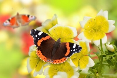 Bild Farbenfrohe Schmetterlinge