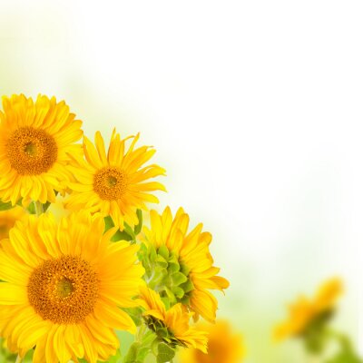 Bild Farbenfroher Armvoll von Sonnenblumen