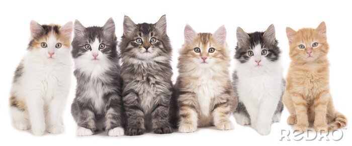 Bild Farbige, flauschige Katzen