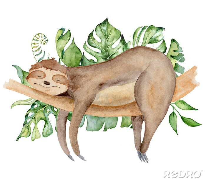Bild Faultier schlafend auf einem Ast Aquarell