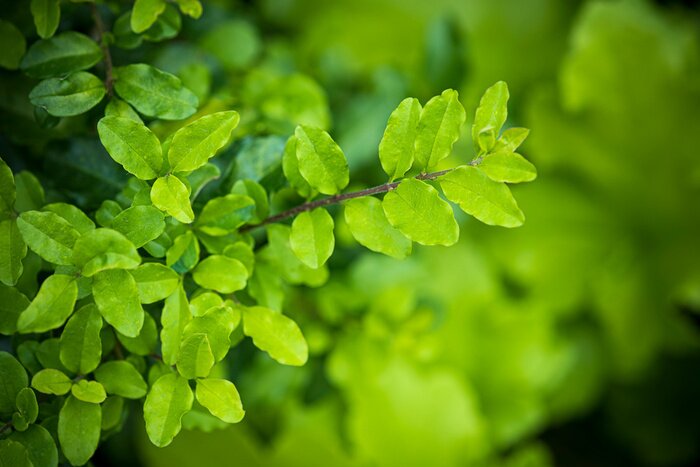 Bild Feine Blätter der Winde