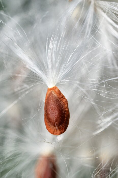 Bild Feine Blumensamen