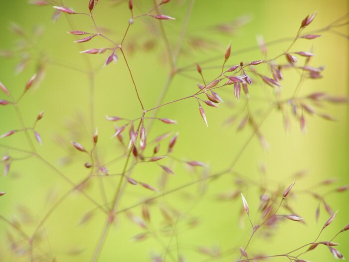 Bild Feines Gras von nahem