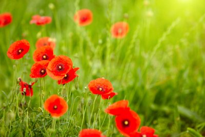 Feld der roten Blumen