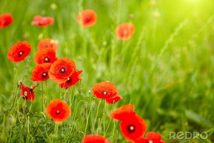 Bild Feld der roten Blumen