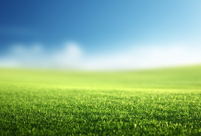 Bild Feld des Frühlingsgrases