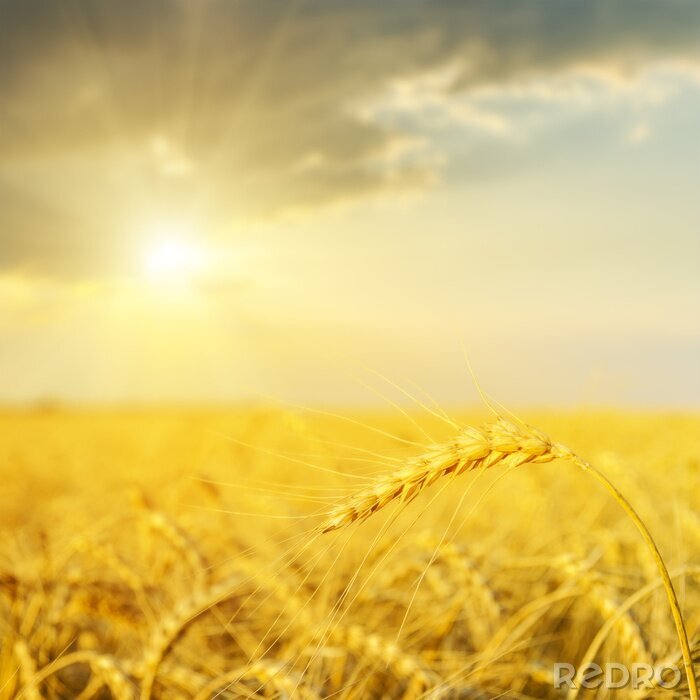 Bild Feld mit Ähren