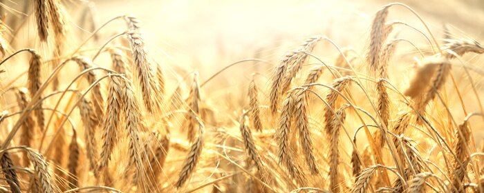 Bild Feld mit Getreide