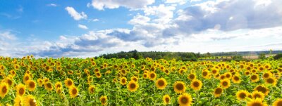 Bild Feld mit Sonnenblumen