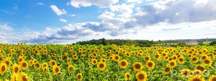 Bild Feld mit Sonnenblumen
