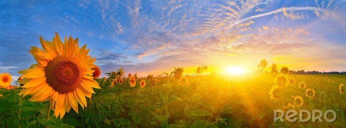 Bild Feld mit Sonnenblumen bei Sonnenuntergang