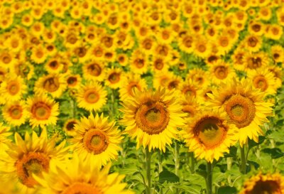 Feld mit Sonnenblumen in der Provence