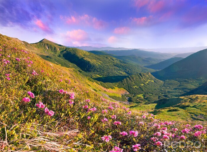 Bild Feld und Blumen in Berglandschaft