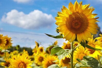 Bild Feld voller gelber Sonnenblumen