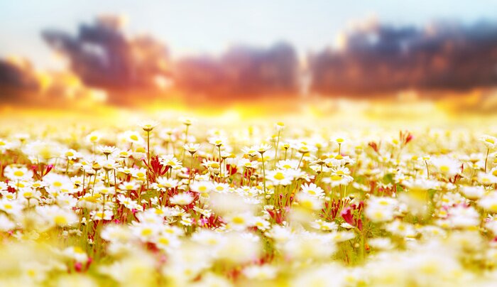 Bild Feld von Gänseblümchen und Wildpflanzen