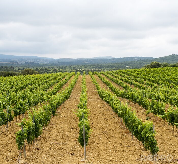 Bild Feld Weinbau