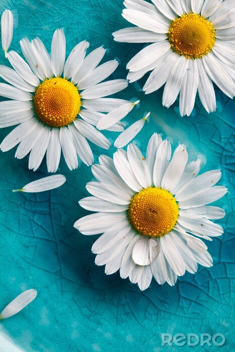 Bild Feldblumen auf türkisfarbenem Hintergrund