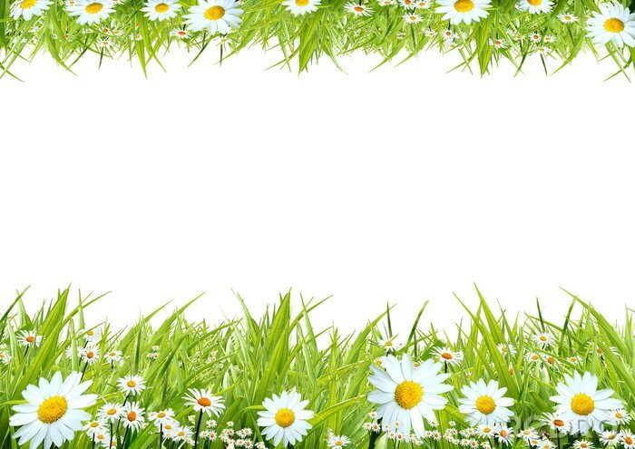 Bild Feldblumen auf zwei Wiesen