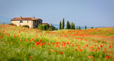Bild Feldblumen in der Toskana